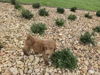 Dolly , a female Goldendoodle for sale in Fleming Island, FL – 1 of 7