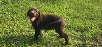 Lola, a female Labrador Retriever for sale in Fleming Island, FL – Photo 6 of 10