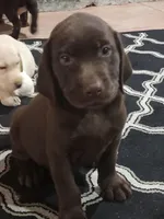 Lola, a female Labrador Retriever for sale in Fleming Island, FL – Photo 1 of 10