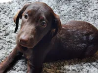 Lola, a female Labrador Retriever for sale in Fleming Island, FL – Photo 2 of 10