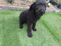 James, a male Labradoodle for sale in Fleming Island, FL – 2 of 2