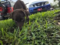 Sandra, a female Labrador Retriever for sale in Fleming Island, FL – 2 of 7