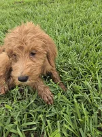Dolly , a female Goldendoodle for sale in Fleming Island, FL – 4 of 7