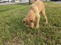 Don, a male Labrador Retriever for sale in Fleming Island, FL – 3 of 5