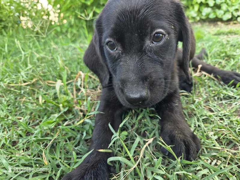 Luna – Labrador Retriever puppy for sale in Fleming Island, FL