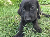 Luna, a female Labrador Retriever for sale in Fleming Island, FL – 1 of 5