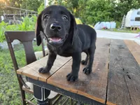 Onyx, a female Labrador Retriever for sale in Fleming Island, FL – 4 of 7