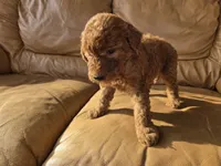 Teddy, a male English Goldendoodle for sale in Fleming Island, FL – 3 of 7