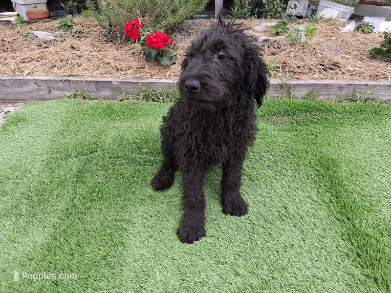 James – Labradoodle puppy for sale in Fleming Island, FL