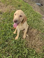 Don, a male Labrador Retriever for sale in Fleming Island, FL – 4 of 5