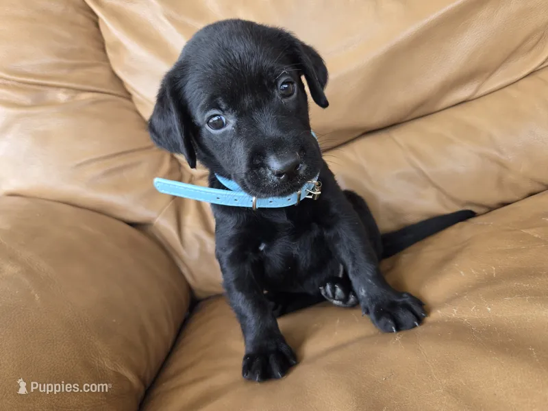 Luna – Labrador Retriever puppy for sale in Fleming Island, FL