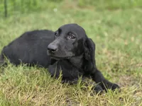 Luna, a female Labrador Retriever for sale in Fleming Island, FL – 4 of 5