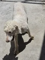 Dolly, a female Poodle - Miniature  for sale in Fleming Island, FL – 3 of 6