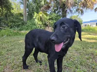 Onyx, a female Labrador Retriever for sale in Fleming Island, FL – 6 of 6