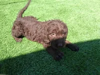 Cocoa, a female Labradoodle for sale in Fleming Island, FL – Photo 5 of 9
