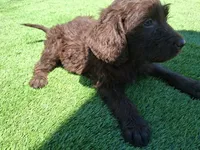 Cocoa, a female Labradoodle for sale in Fleming Island, FL – Photo 9 of 9