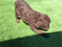 Cocoa, a female Labradoodle for sale in Fleming Island, FL – Photo 2 of 9