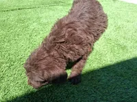 Cocoa, a female Labradoodle for sale in Fleming Island, FL – Photo 6 of 9