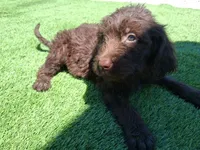 Cocoa, a female Labradoodle for sale in Fleming Island, FL – Photo 4 of 9