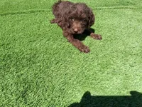 Cocoa, a female Labradoodle for sale in Fleming Island, FL – Photo 8 of 9