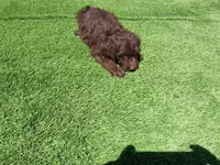 Cocoa, a female Labradoodle for sale in Fleming Island, FL – Photo 7 of 9