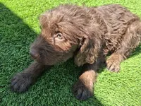 Cocoa, a female Labradoodle for sale in Fleming Island, FL – Photo 3 of 9