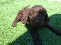 Cocoa, a female Labradoodle for sale in Fleming Island, FL – Photo 1 of 9