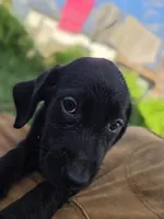 Shadow , a male Labrador Retriever for sale in Fleming Island, FL – 5 of 6