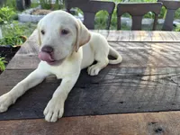 Don, a male Labrador Retriever for sale in Fleming Island, FL – 6 of 8