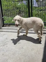 Dolly, a female Poodle - Miniature  for sale in Fleming Island, FL – 5 of 6