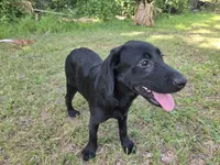 Onyx, a female Labrador Retriever for sale in Fleming Island, FL – 5 of 6