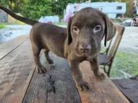 Jan, a male Labrador Retriever for sale in Fleming Island, FL – 2 of 6