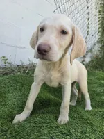 dallas, a female Labrador Retriever for sale in Fleming Island, FL – 4 of 9
