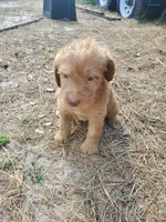 Daisy, a female Labradoodle for sale in Fleming Island, FL – Photo 2 of 3
