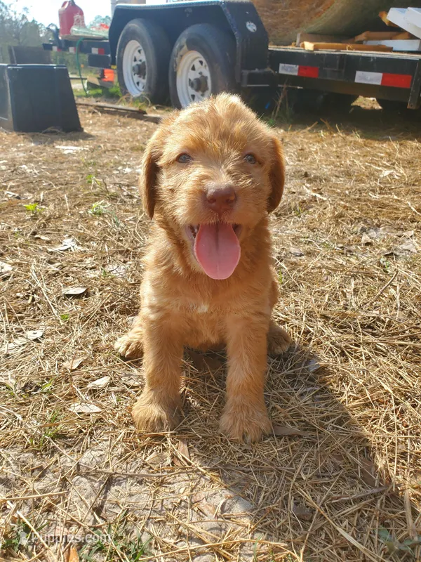 Daisy – Labradoodle puppy for sale in Fleming Island, FL