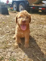 Daisy, a female Labradoodle for sale in Fleming Island, FL – Photo 3 of 3