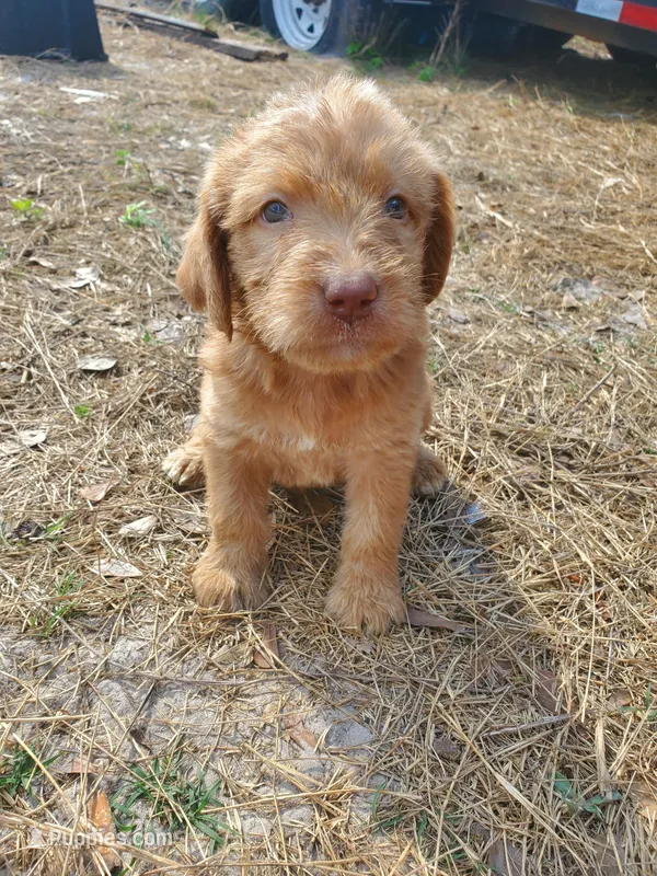 Daisy – Labradoodle puppy for sale in Fleming Island, FL