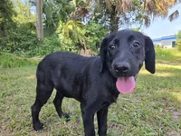 Onyx, a female Labrador Retriever for sale in Fleming Island, FL – 4 of 6