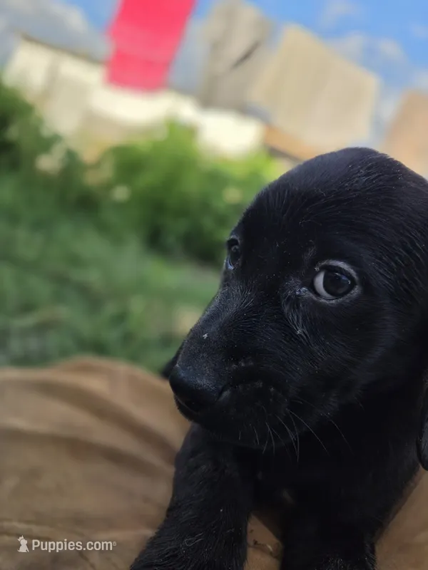 Onyx – Labrador Retriever puppy for sale in Fleming Island, FL