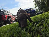Sandra, a female Labrador Retriever for sale in Fleming Island, FL – 3 of 7