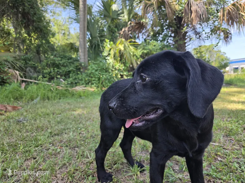 Onyx – Labrador Retriever puppy for sale in Fleming Island, FL
