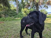 Onyx, a female Labrador Retriever for sale in Fleming Island, FL – 1 of 6