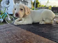 Don, a male Labrador Retriever for sale in Fleming Island, FL – 7 of 8