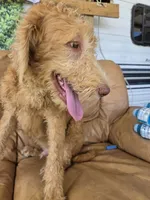 Ollie, a male Labradoodle for sale in Fleming Island, FL – 2 of 7