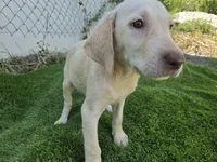 dallas, a female Labrador Retriever for sale in Fleming Island, FL – 3 of 9