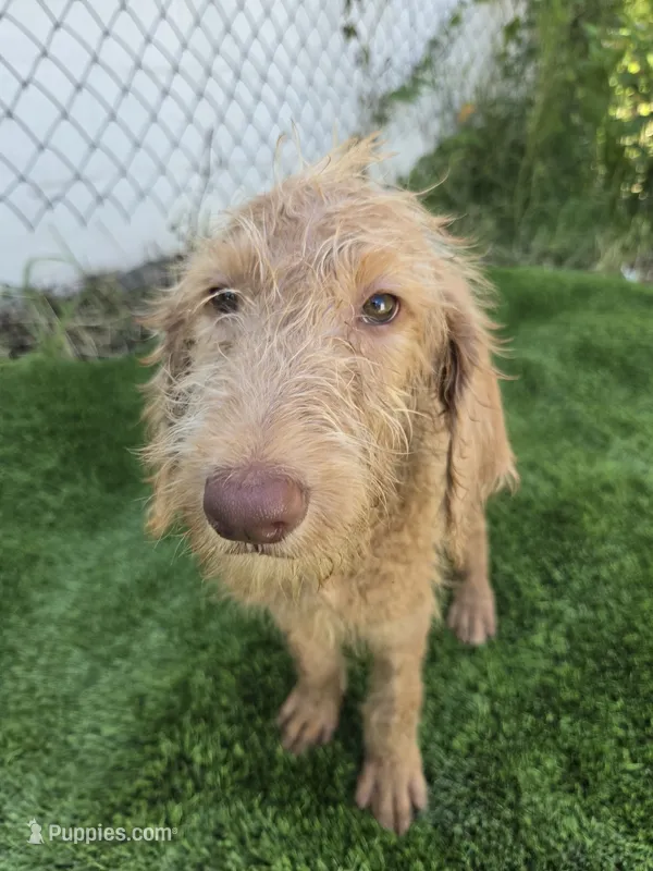 Ollie – Labradoodle puppy for sale in Fleming Island, FL