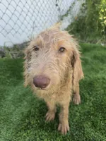 Ollie, a male Labradoodle for sale in Fleming Island, FL – 1 of 5