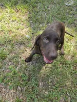 Coco, a female Labrador Retriever for sale in Fleming Island, FL – 4 of 4