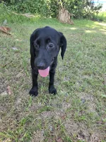 Onyx, a female Labrador Retriever for sale in Fleming Island, FL – 3 of 6