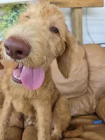 Ollie, a male Labradoodle for sale in Fleming Island, FL – 6 of 7